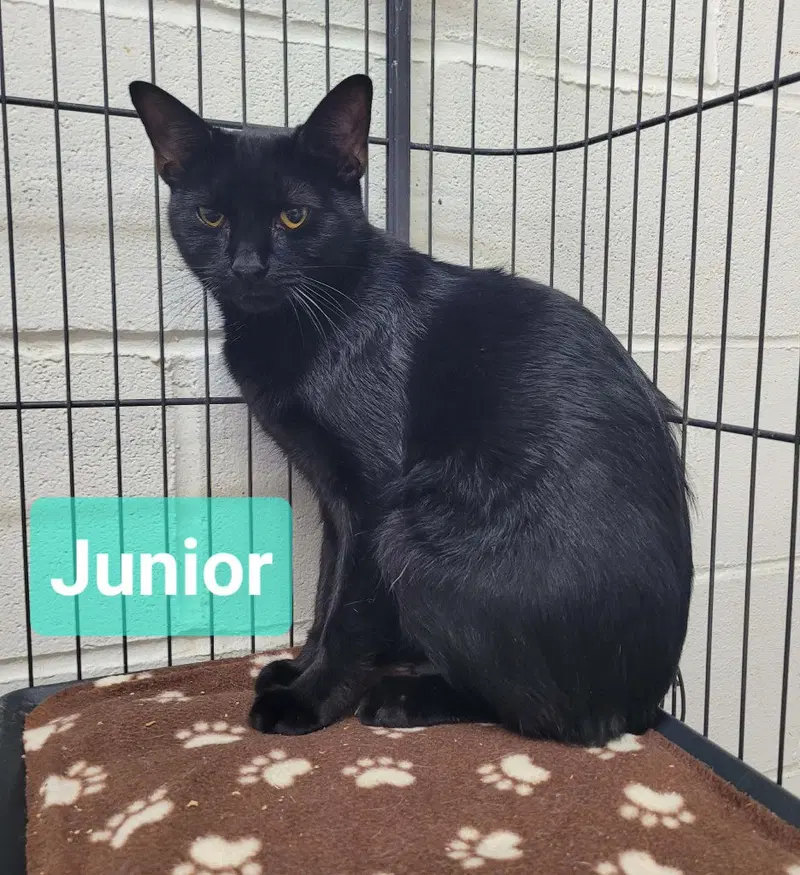 Junior, photo 2