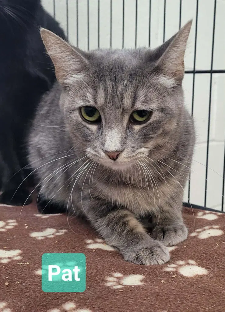 Pat, a young female cat up for adoption