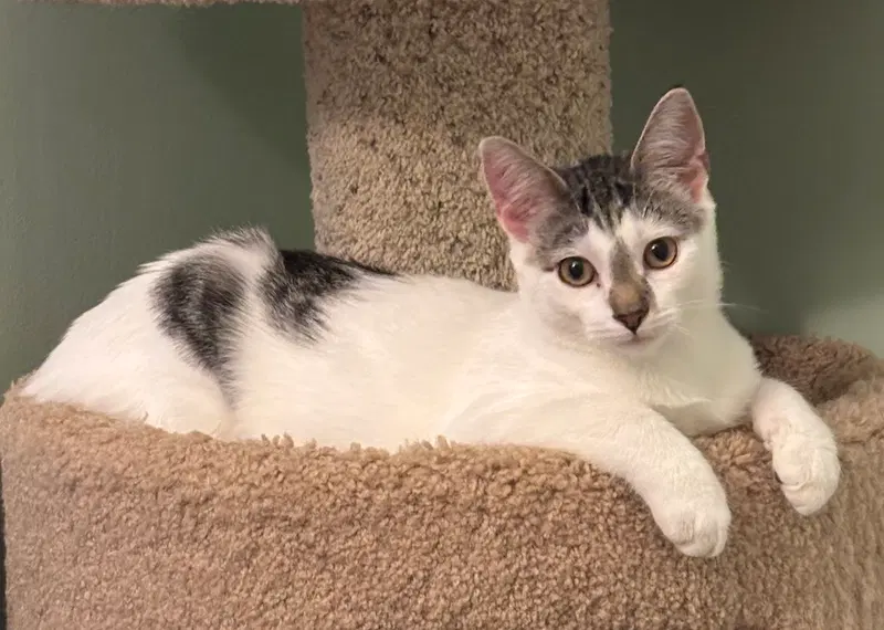 Cassatt, a female cat up for adoption