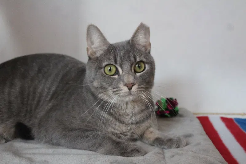 Val, a young female cat up for adoption