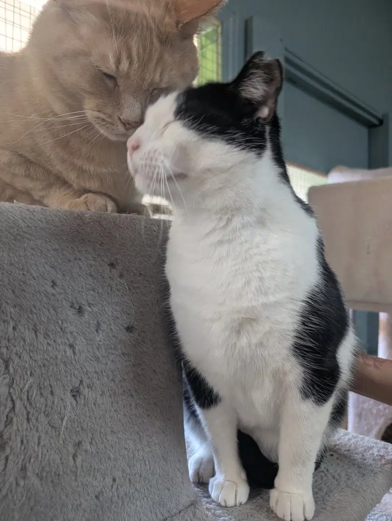 Obi et Momo, photo 5