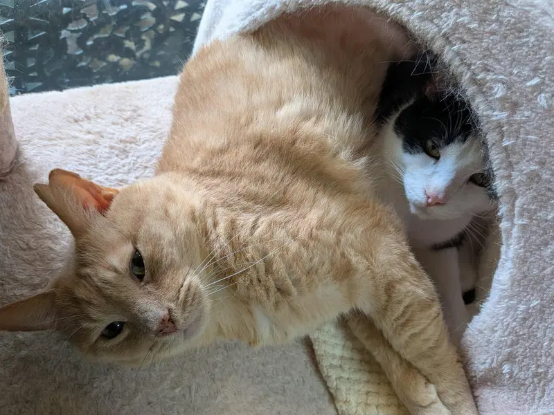 Obi et Momo, photo 4