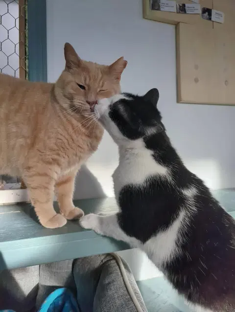 Watch the video of Obi et Momo