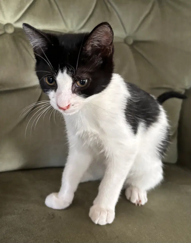 Neeko, a male kitten up for adoption