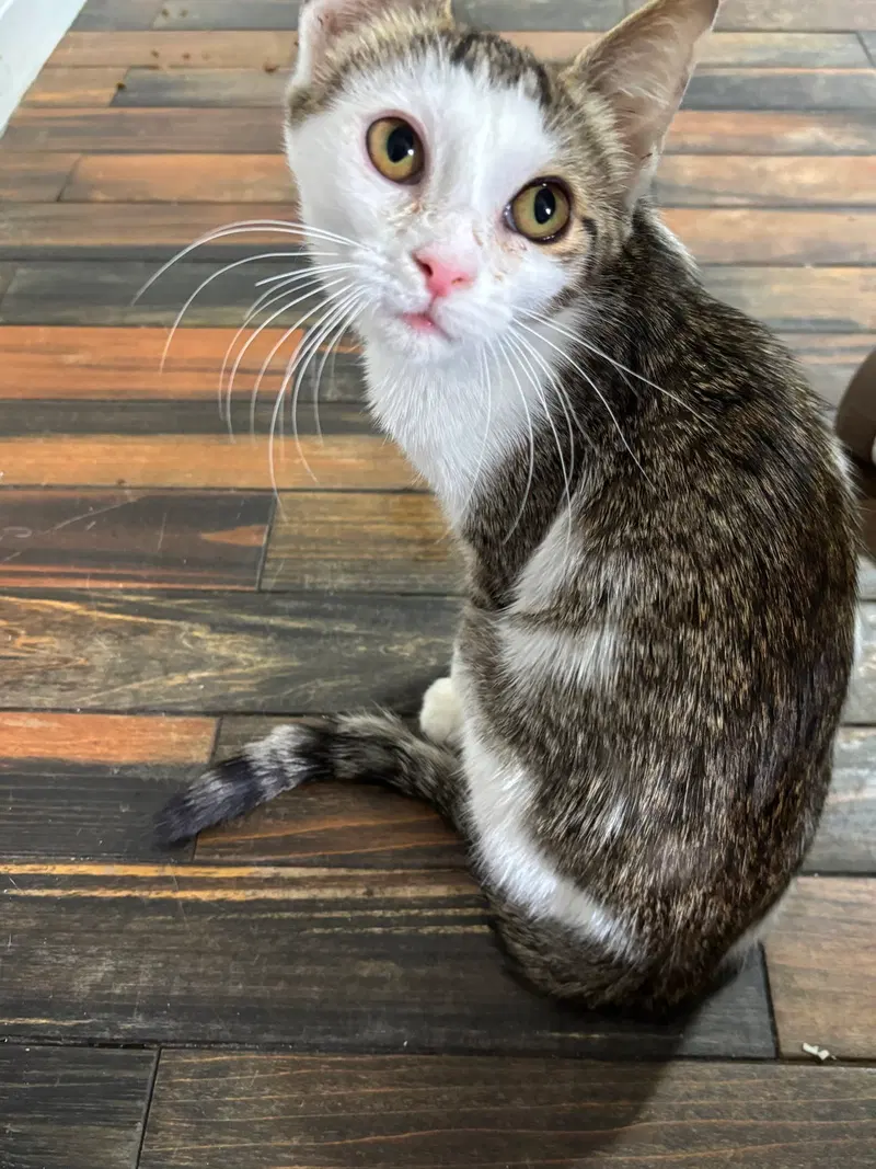 Smirnoff, a female kitten up for adoption