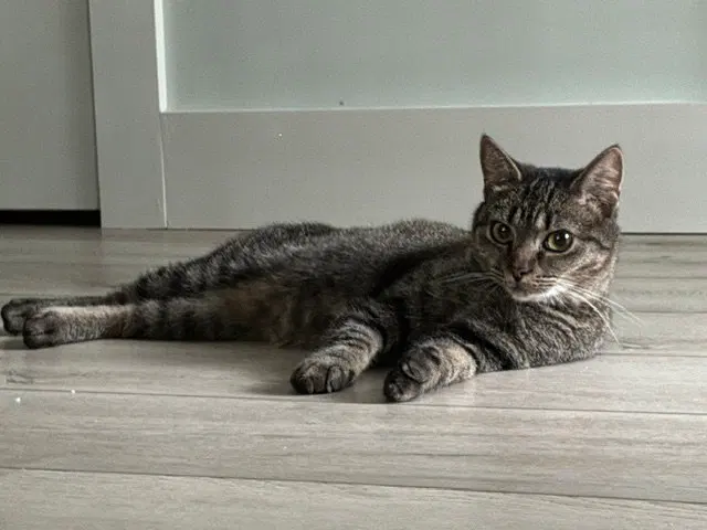 Ziggy, photo 2