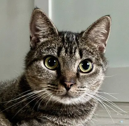 Ziggy, a young female cat up for adoption