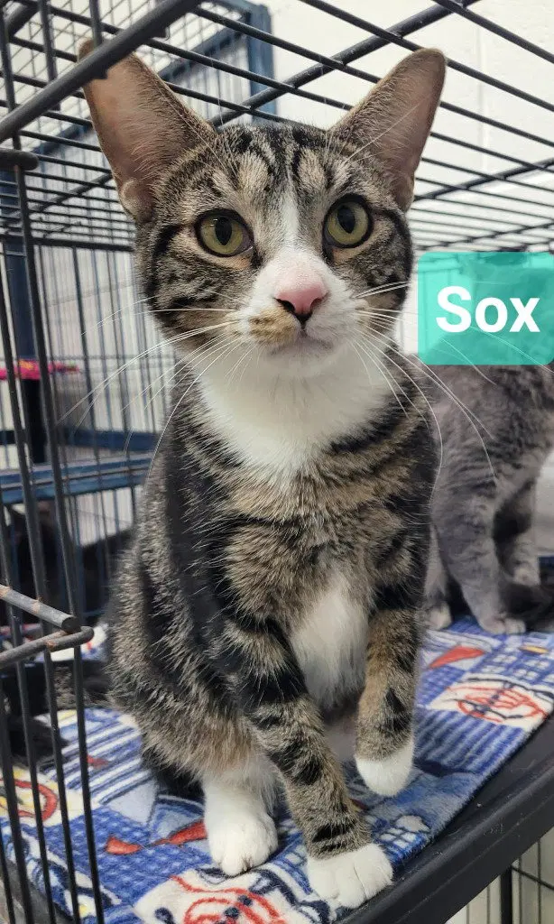 Sox, a young female cat up for adoption