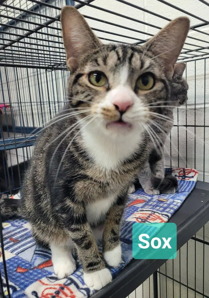 Sox, photo 2
