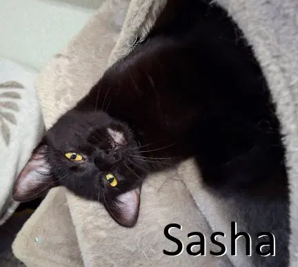 Sasha, an adult female cat up for adoption