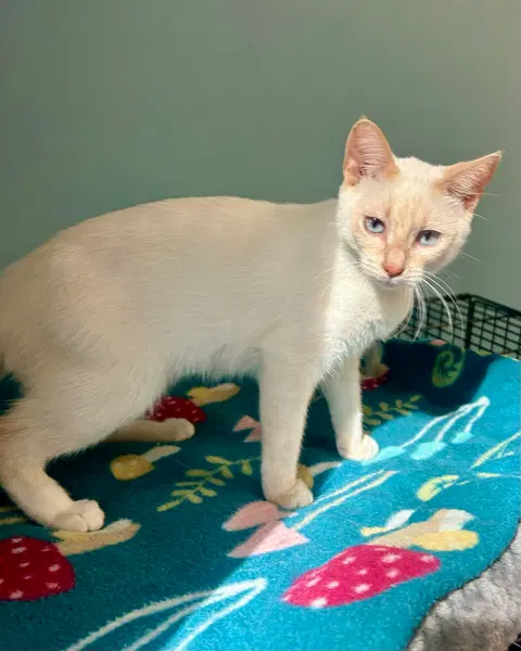 Watch the video of Freesia