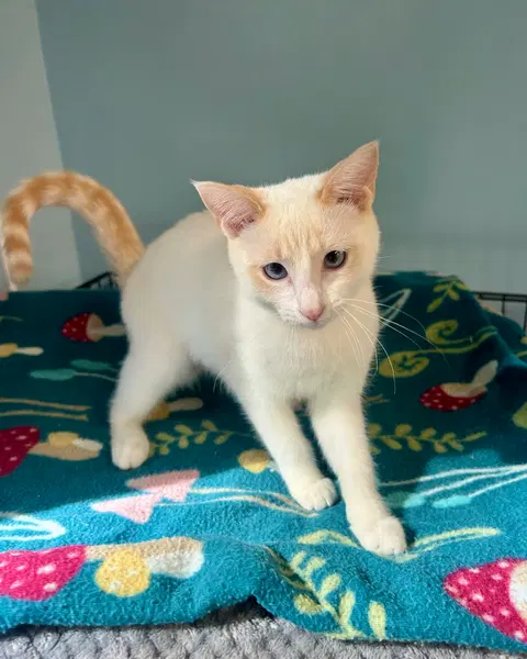 Watch the video of Zinnia
