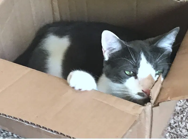 Oliver, photo 2