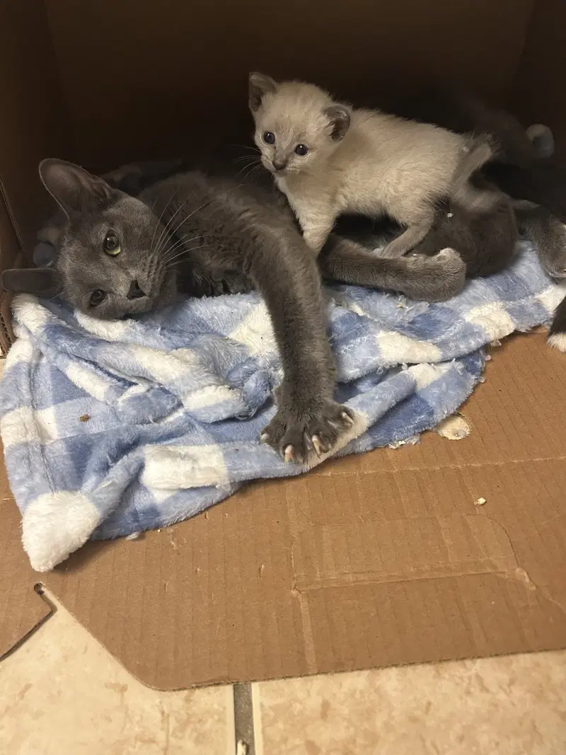 Graycie, an adult female cat up for adoption