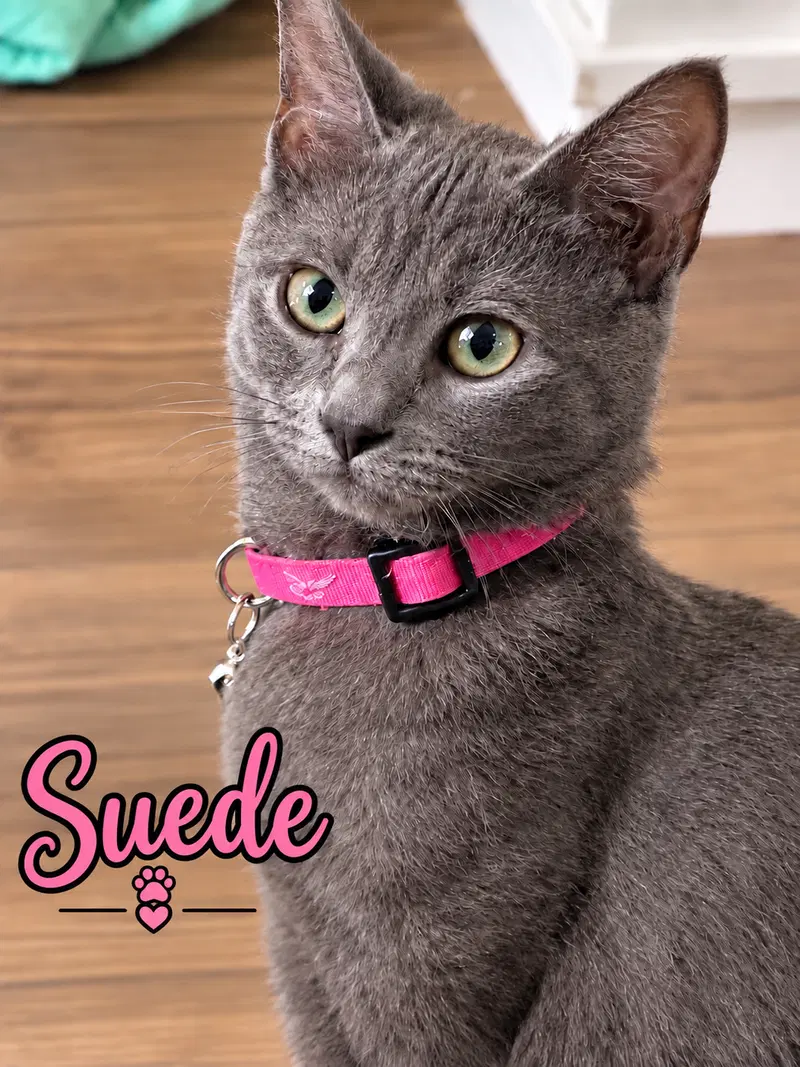 Suede Willow Grove Area FCID/28/2026-6, a young female cat up for adoption
