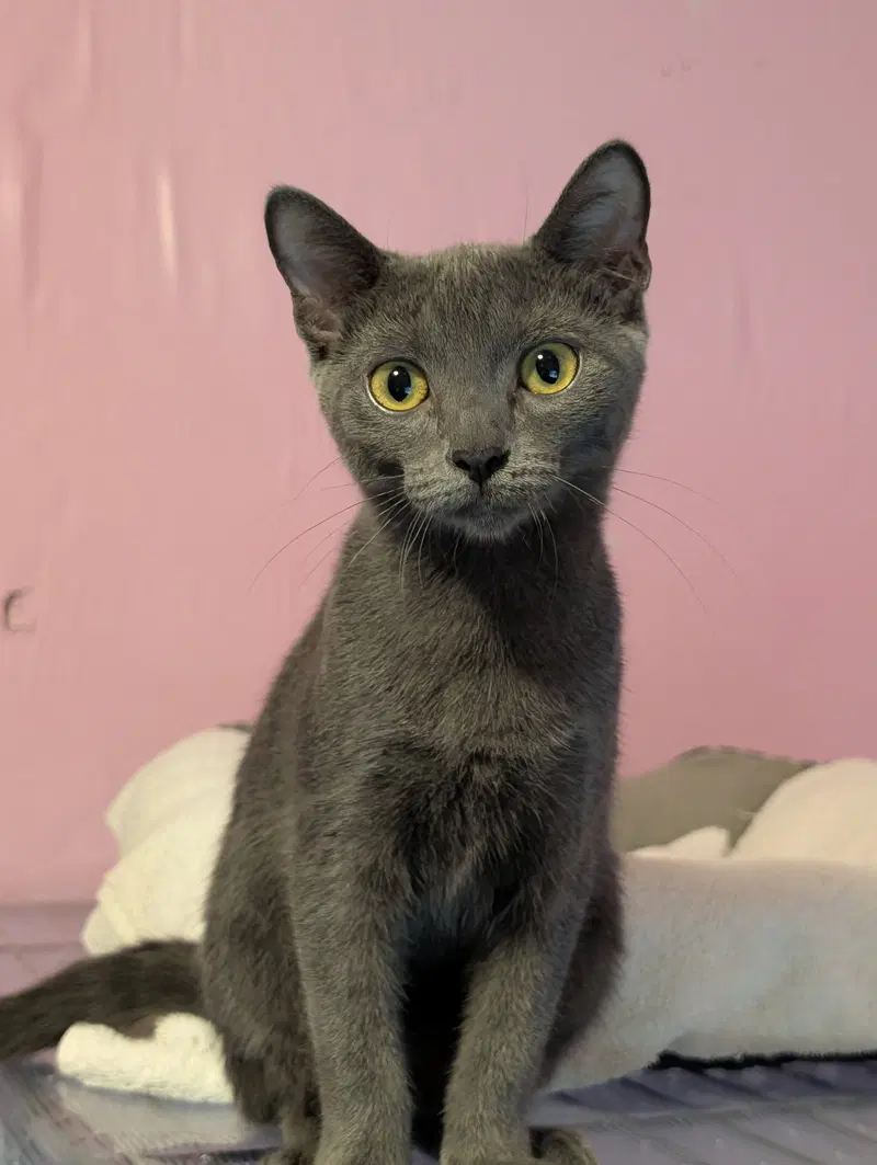 Daphne, a young female cat up for adoption