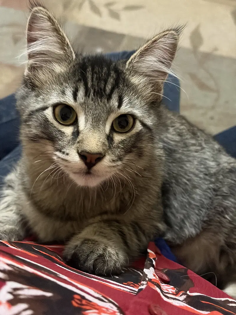 Spark, a male kitten up for adoption