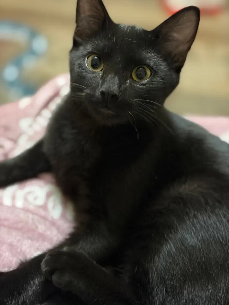 Lucky, a male kitten up for adoption