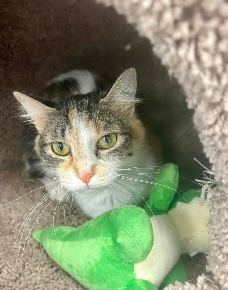 Sky, a young female cat up for adoption