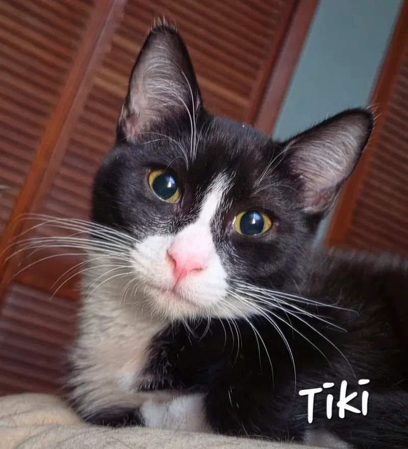 Tiki, photo 2