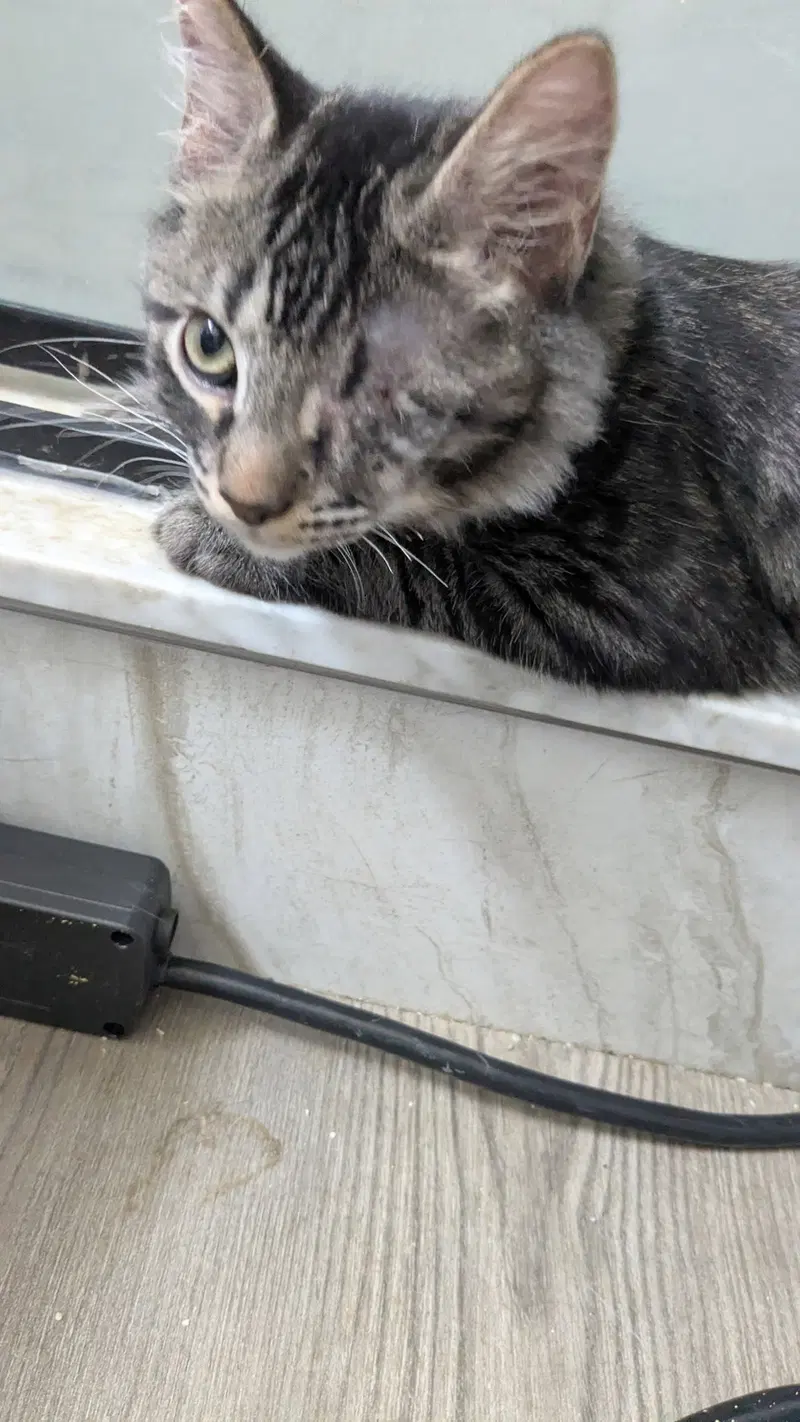 Zeus, photo 2