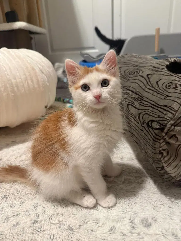 Scoobert, a male kitten up for adoption