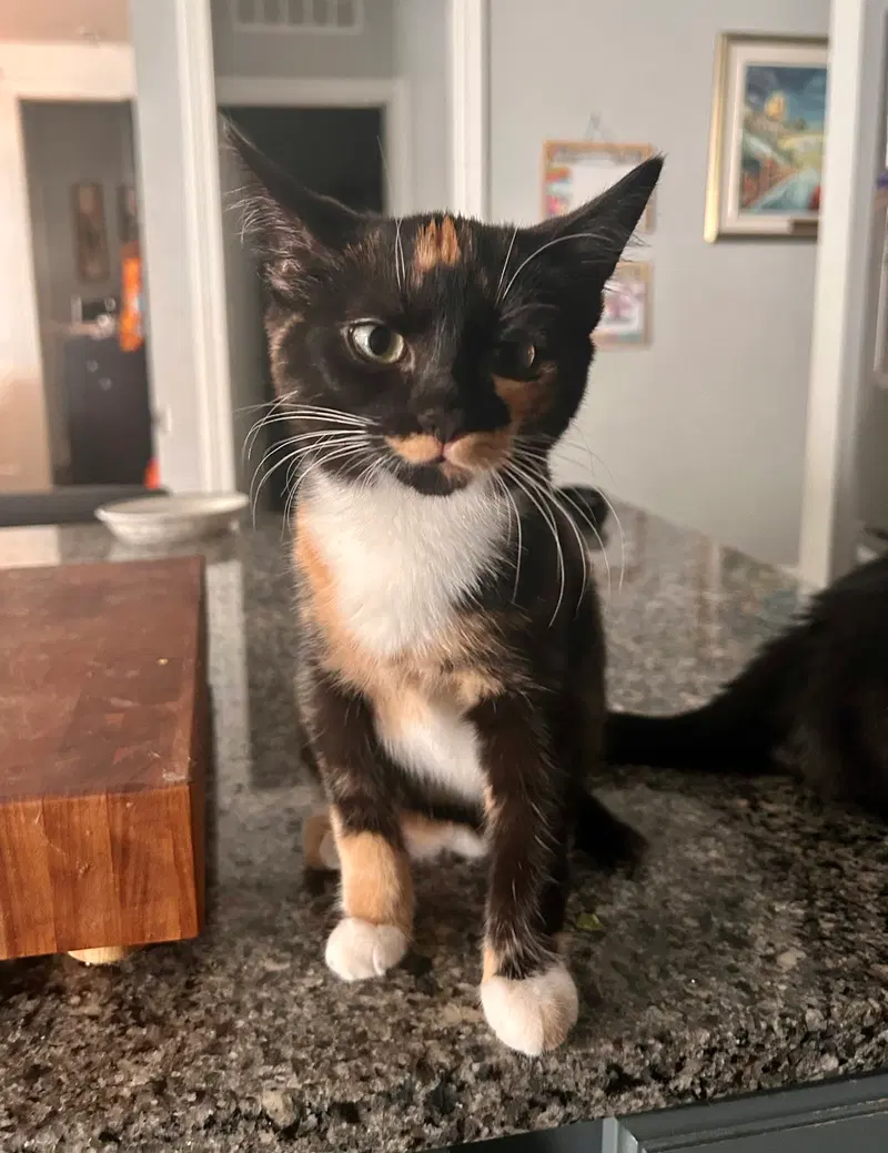 Missy Messi, a female kitten up for adoption