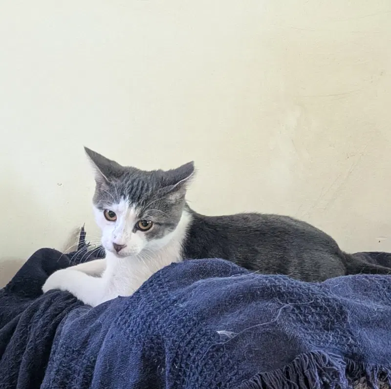 Blinky, photo 2