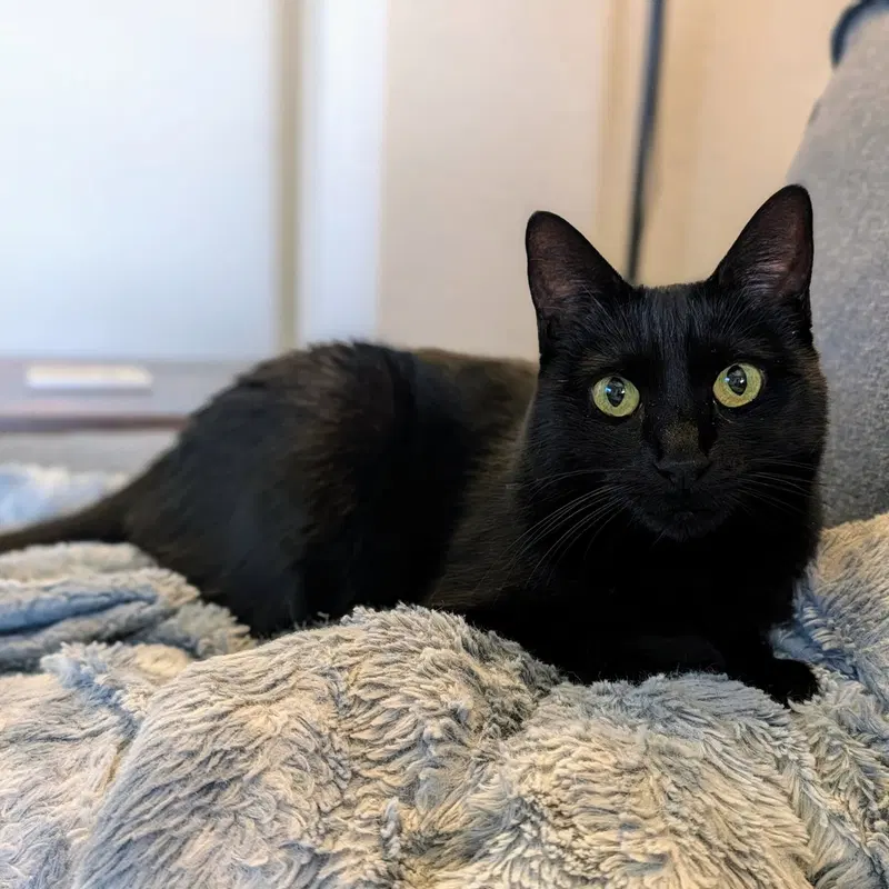 Ebony, photo 5