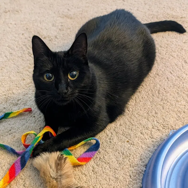 Ebony, photo 7