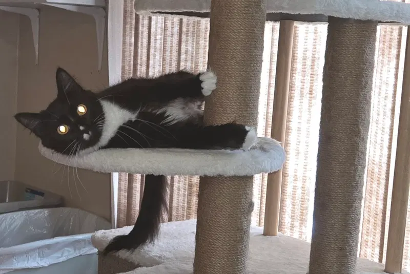 Olanna, a young female cat up for adoption