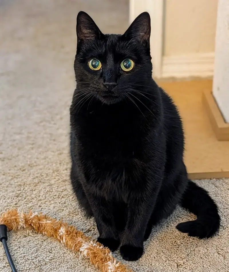 Ebony, photo 6