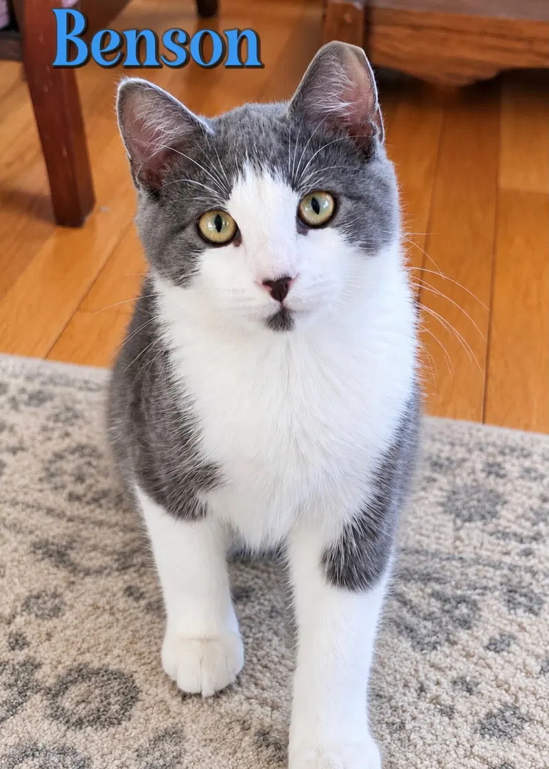 Benson, a male kitten up for adoption