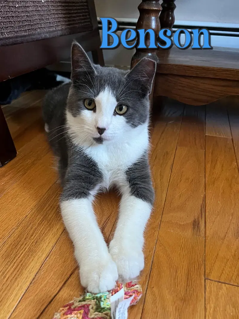 Benson, photo 2