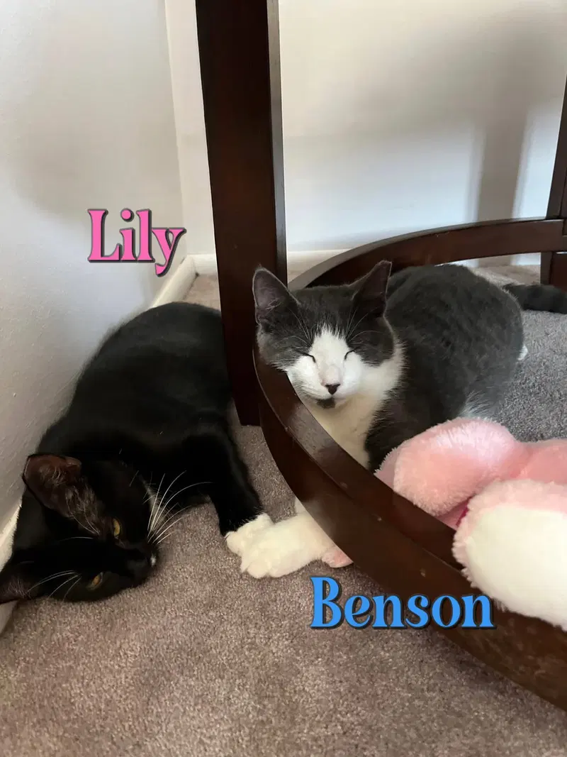 Benson, photo 5