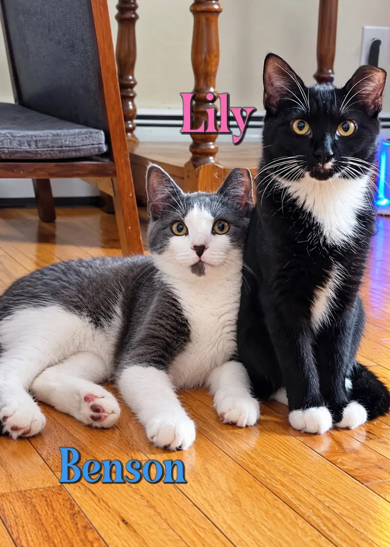 Lily, photo 3