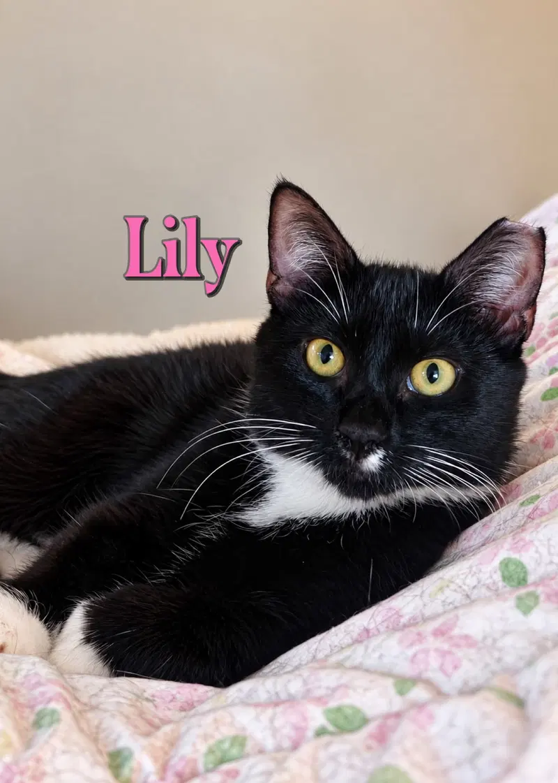 Lily, a female kitten up for adoption