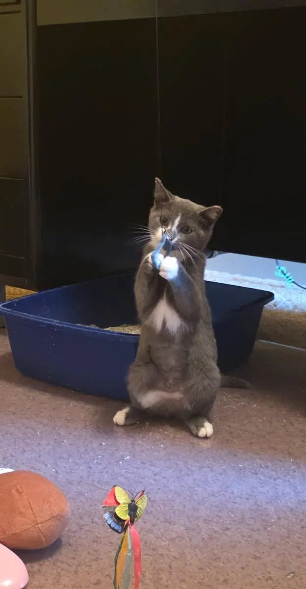 Decker, a female kitten up for adoption