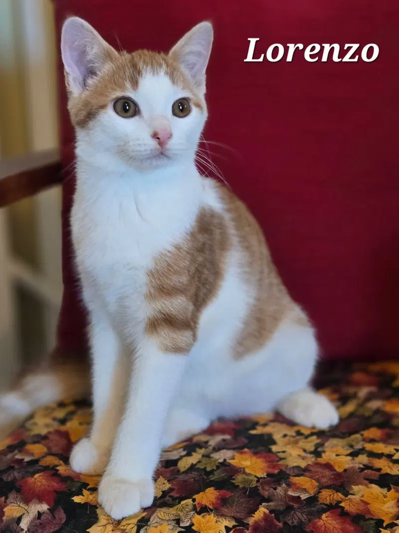 Lorenzo, a young male cat up for adoption