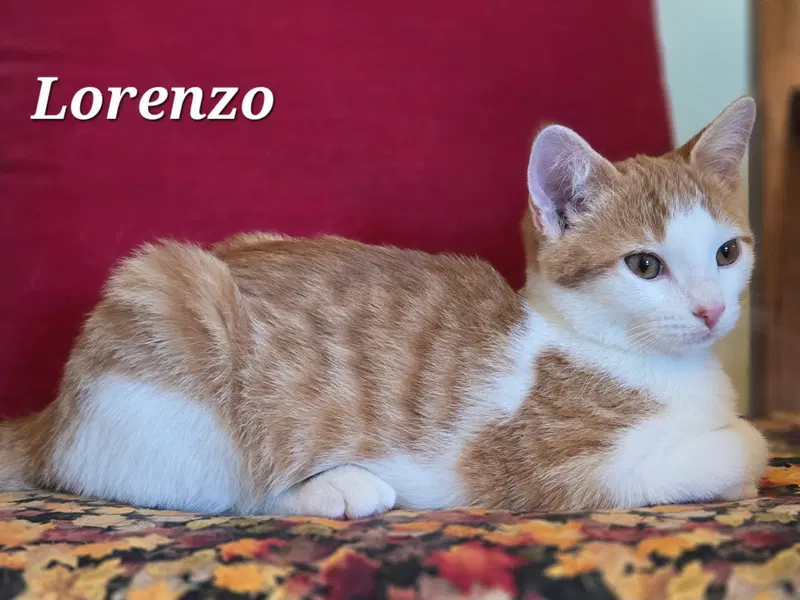 Lorenzo, photo 3
