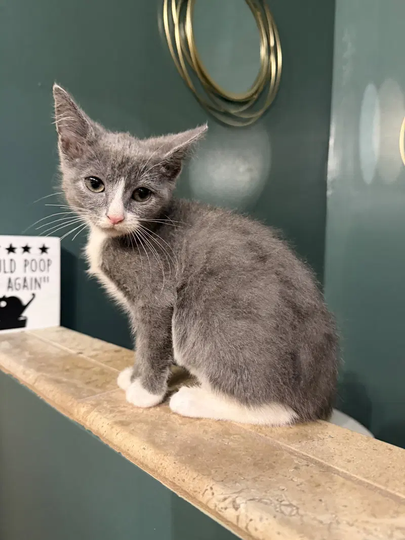 Avery, a female kitten up for adoption