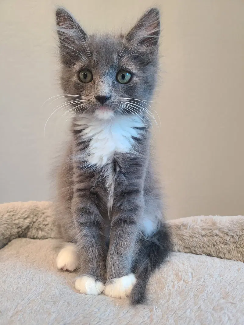 Clawdia bonded w/Snapple, a female kitten up for adoption