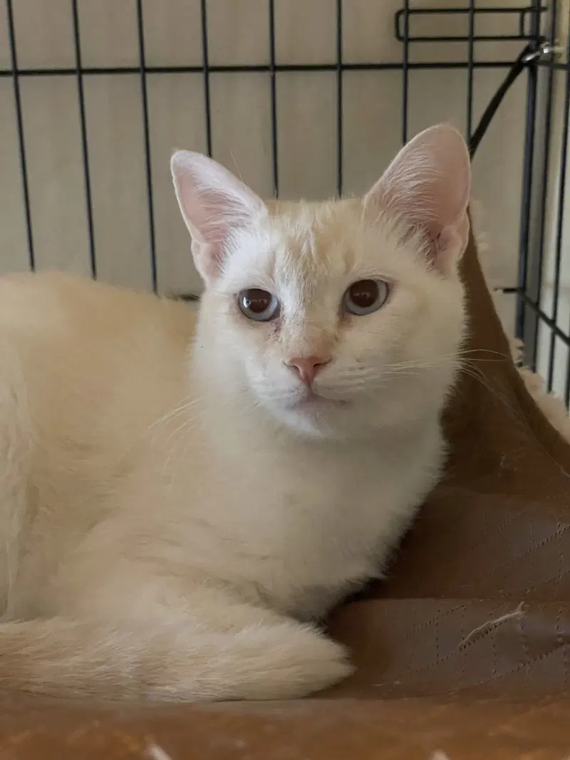 Pearlmelia, a young female Siamese cat up for adoption