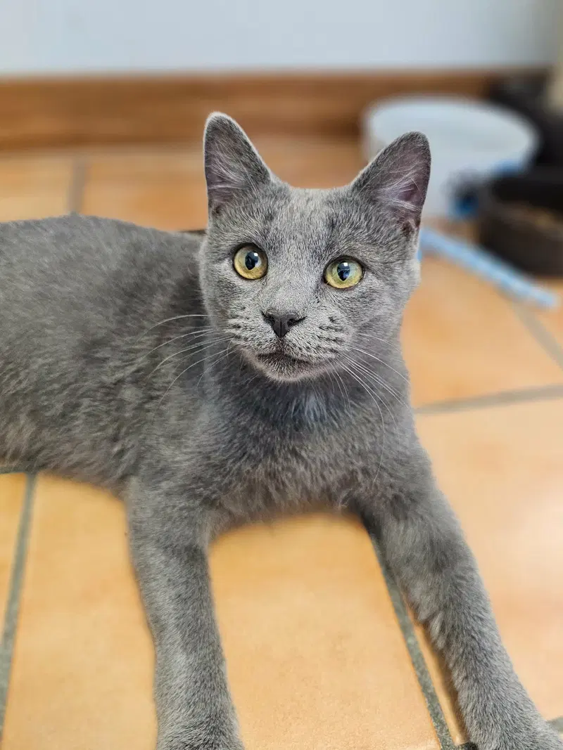 Fletcher, a young male cat up for adoption