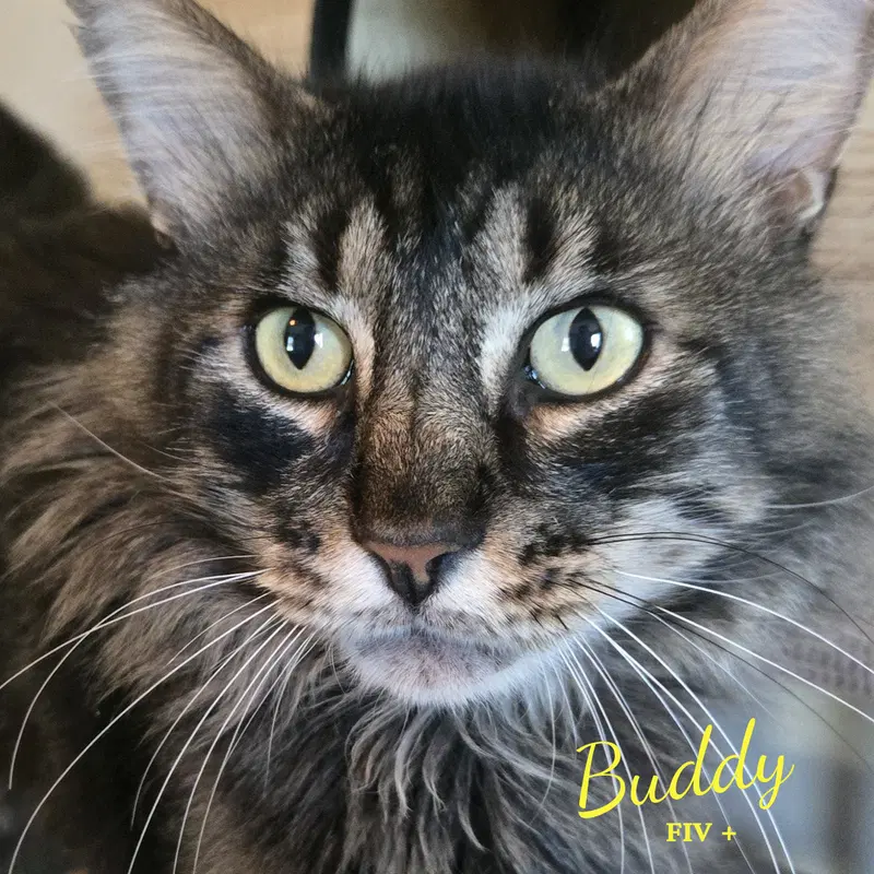 Buddy, an adult male Maine Coon cat up for adoption