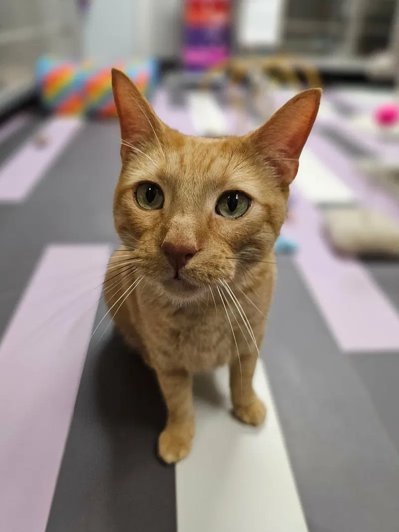 Tony, an adult male cat up for adoption