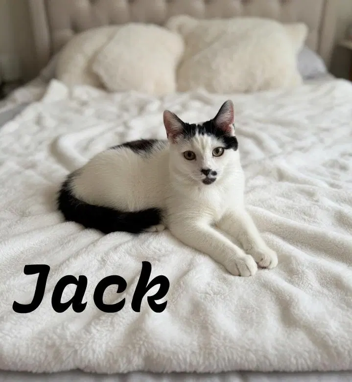 Jack, Willow Grove Area, KDC, photo 2