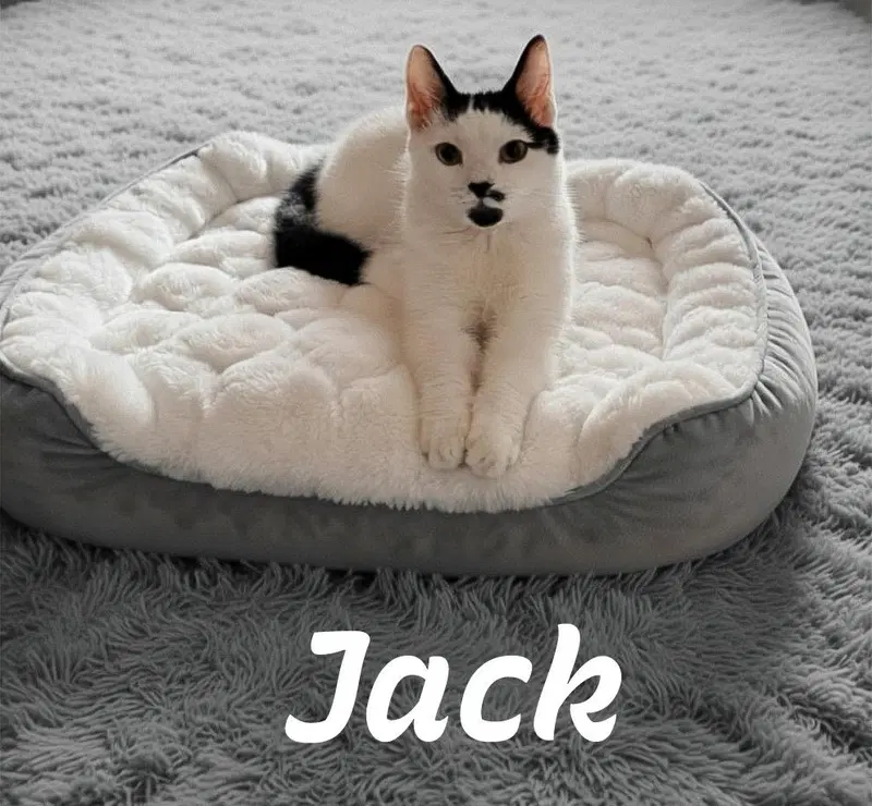 Jack, Willow Grove Area, KDC, photo 3