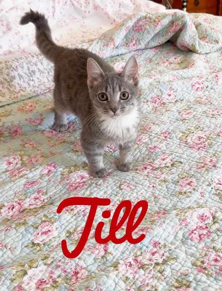 Jill, Willow Grove Area,, photo 2