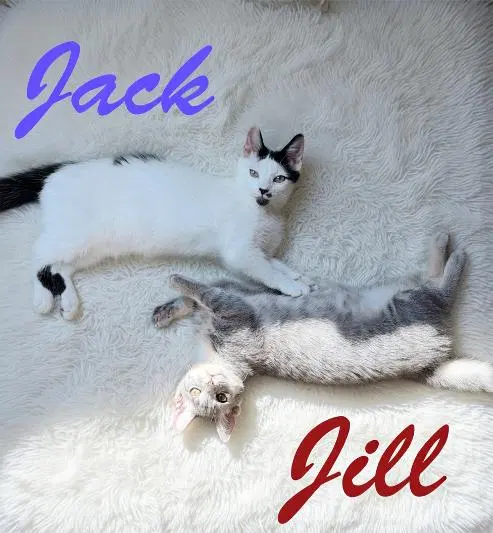Jill, Willow Grove Area,, photo 4